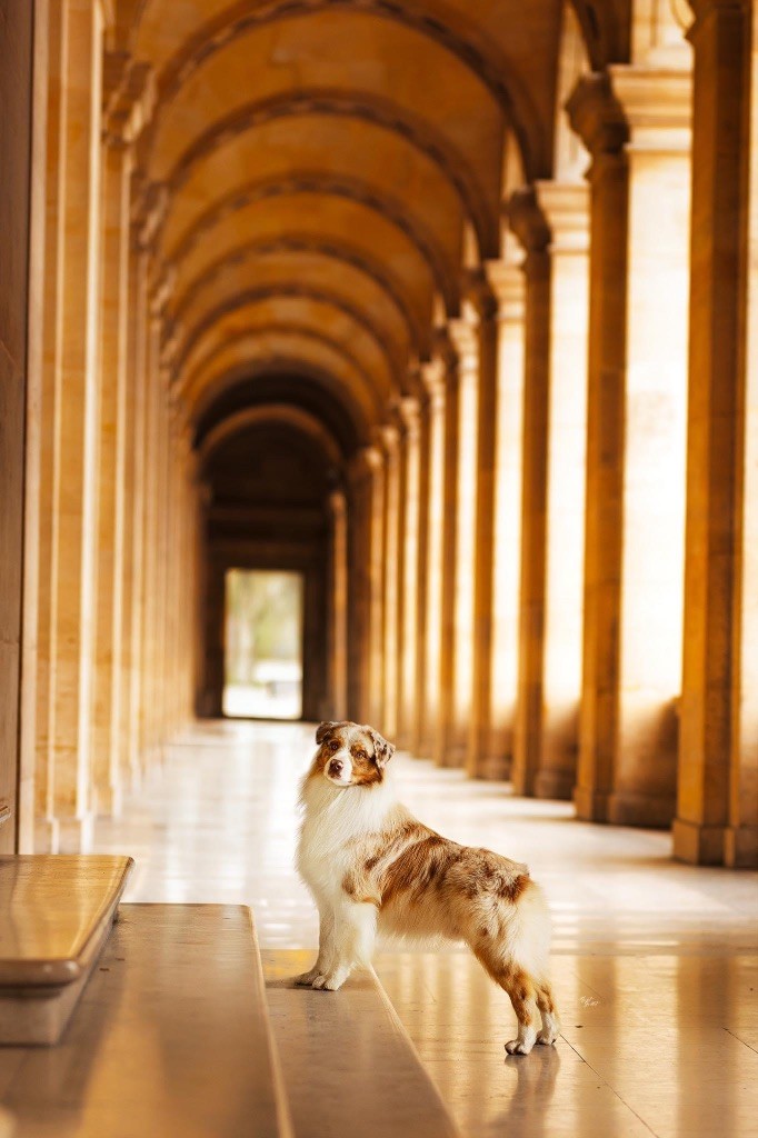 chiot Berger Australien In Parigi