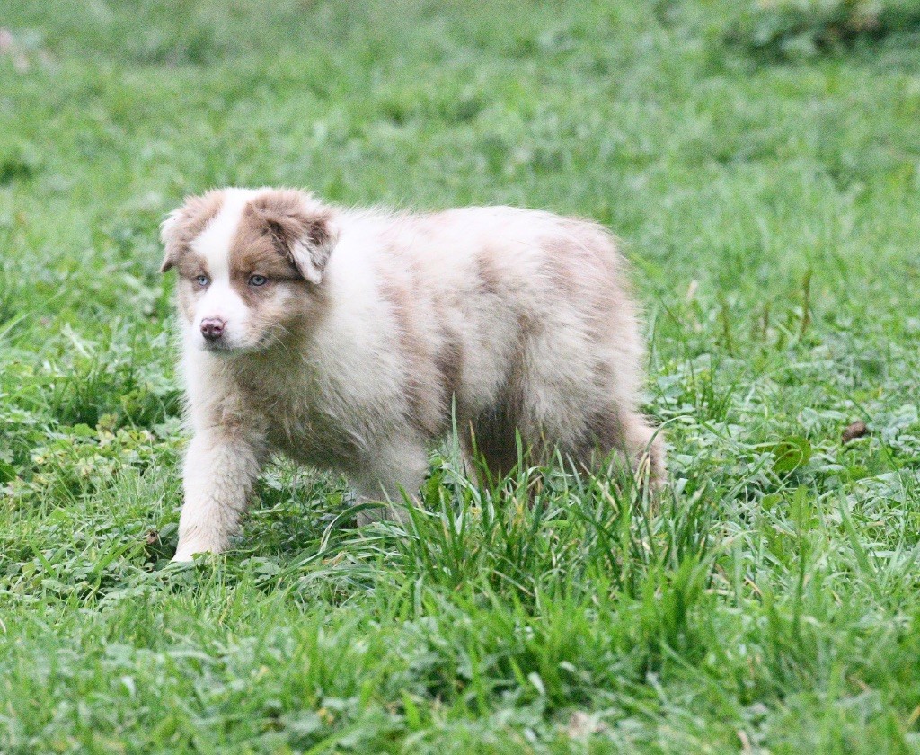 In Parigi - Chiot disponible  - Berger Australien