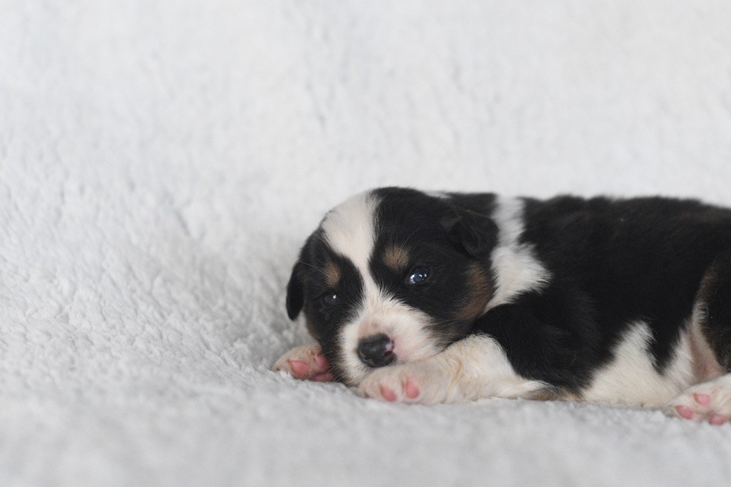 chiot Berger Australien In Parigi