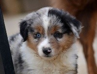 Male bleu merle 