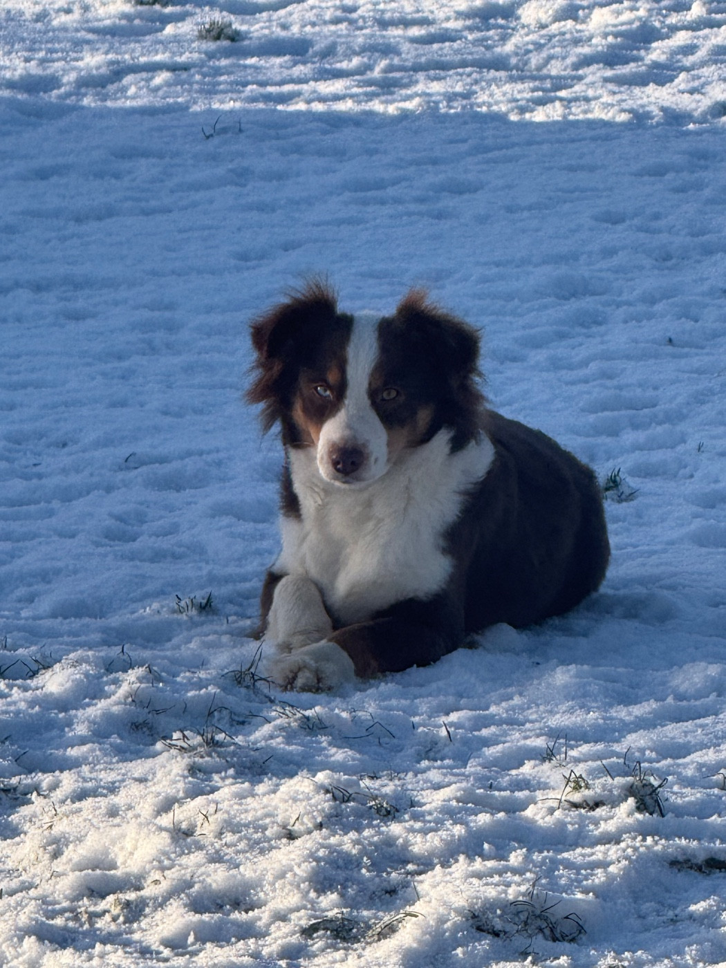 Texas dallas In Parigi
