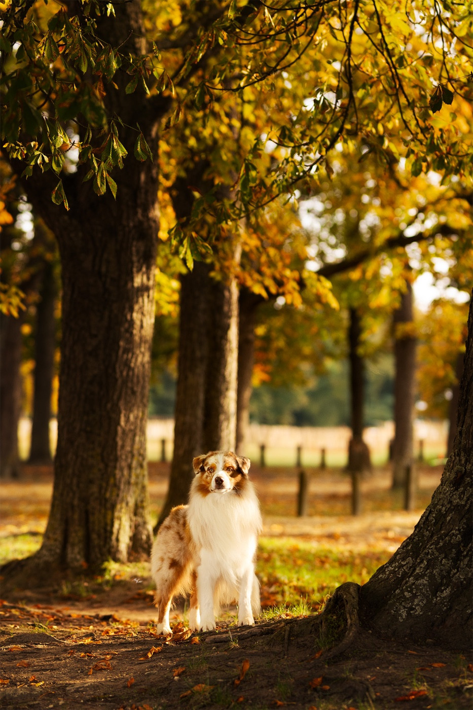 Stars hollow ace In Parigi