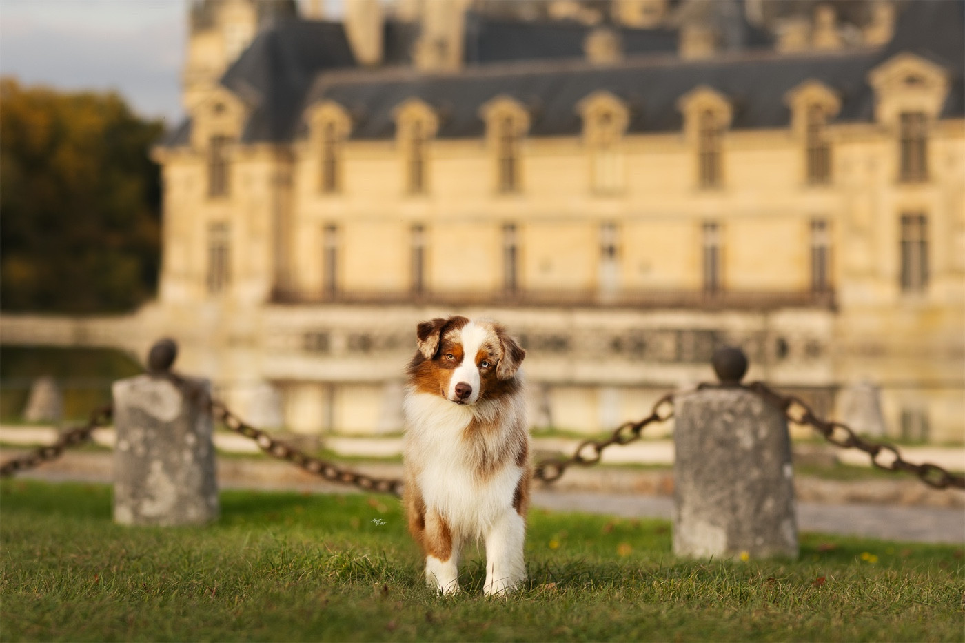 Blue witch Versailles