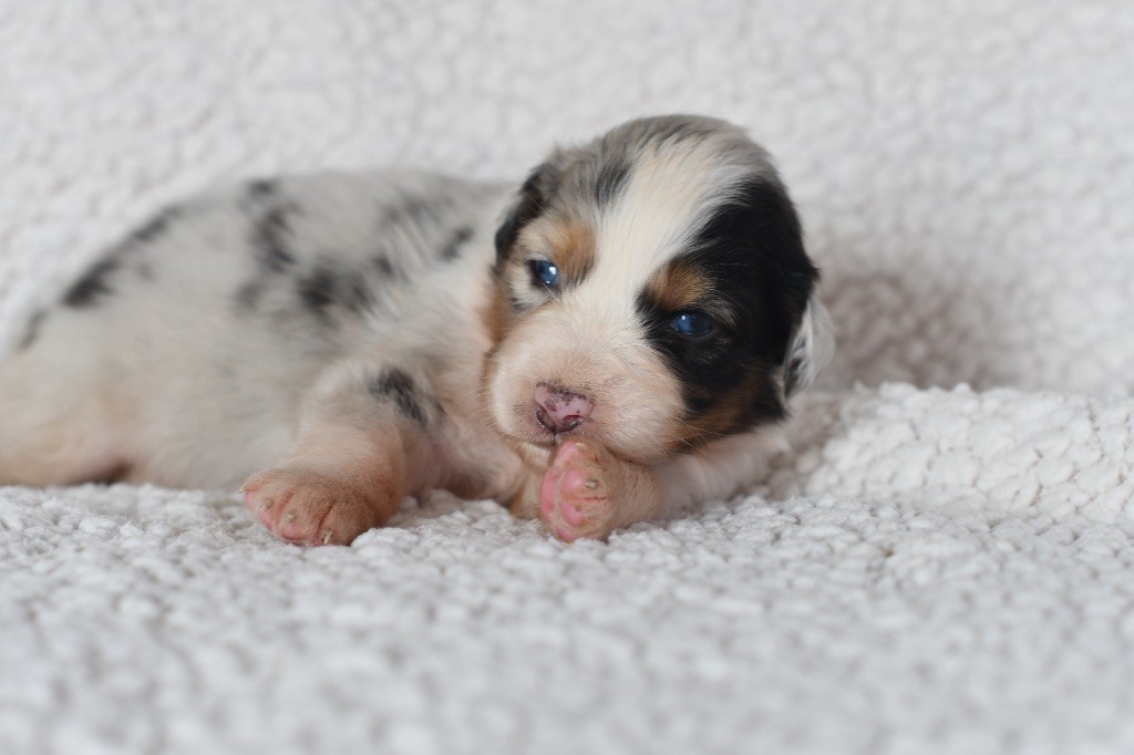 In Parigi - Nos petits chou 