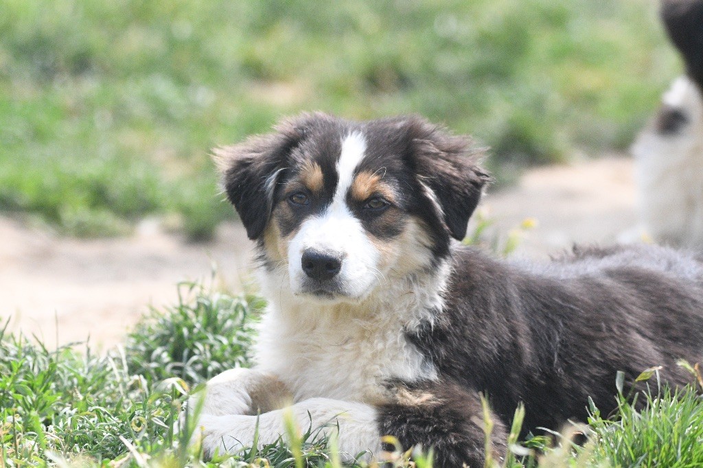 Jeunes chiots 