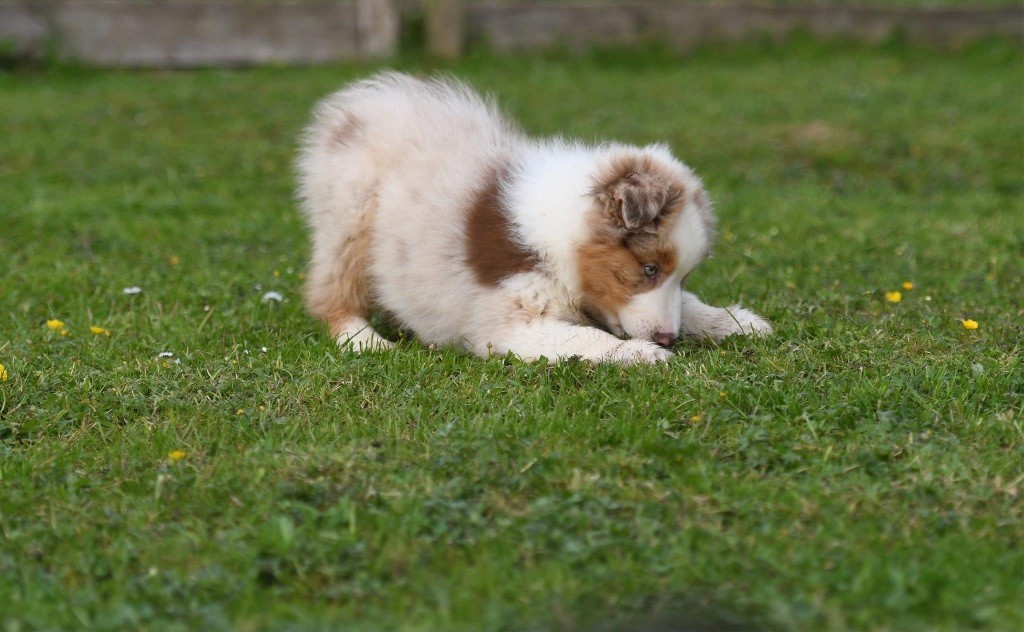 In Parigi - Chiots