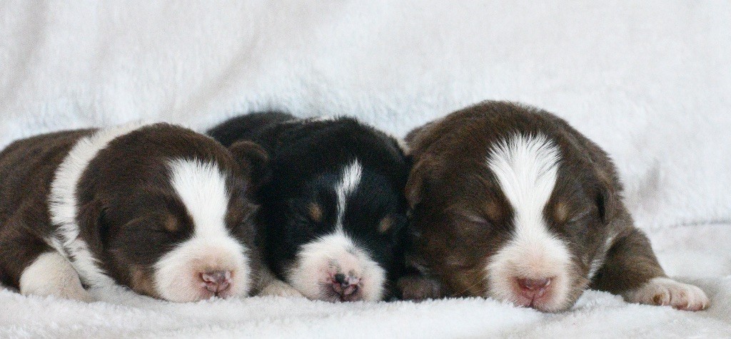Nos petits doudous 
