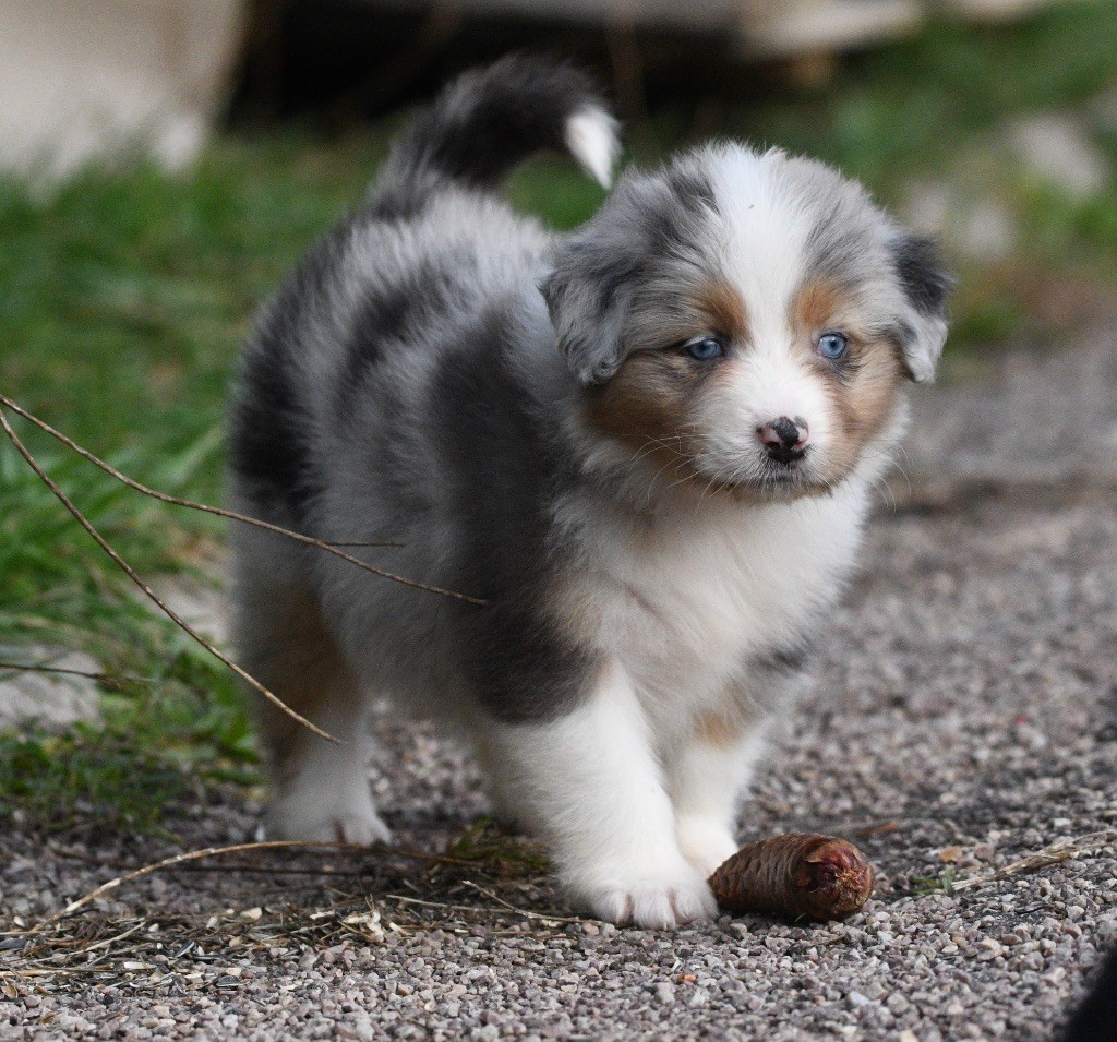 In Parigi - Chiots disponibles - Berger Australien