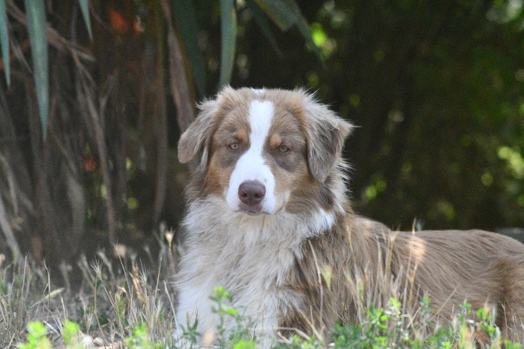 In Parigi - Chiots disponibles - Berger Australien