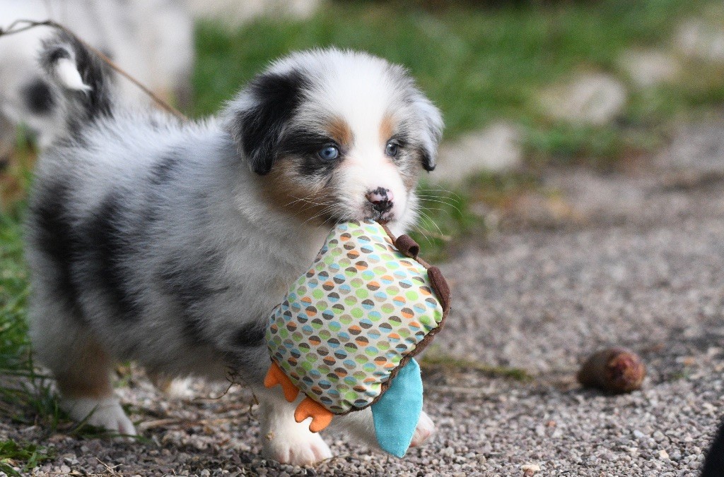 In Parigi - Chiots disponibles - Berger Australien