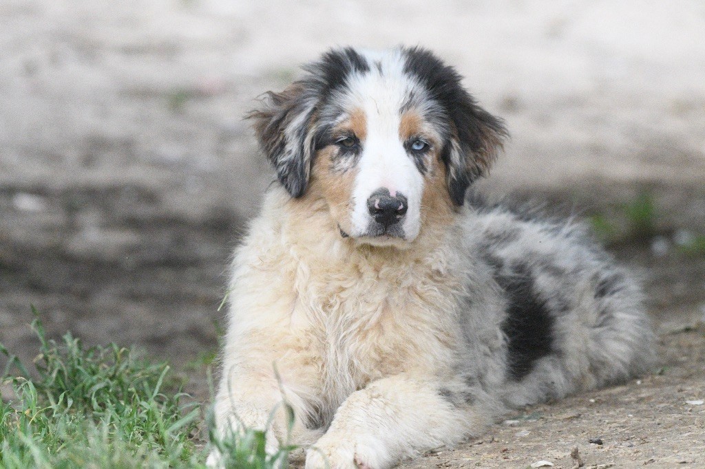 In Parigi - Chiots disponibles - Berger Australien
