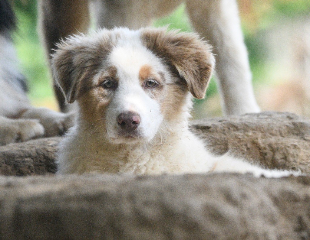 In Parigi - Chiots disponibles - Berger Australien