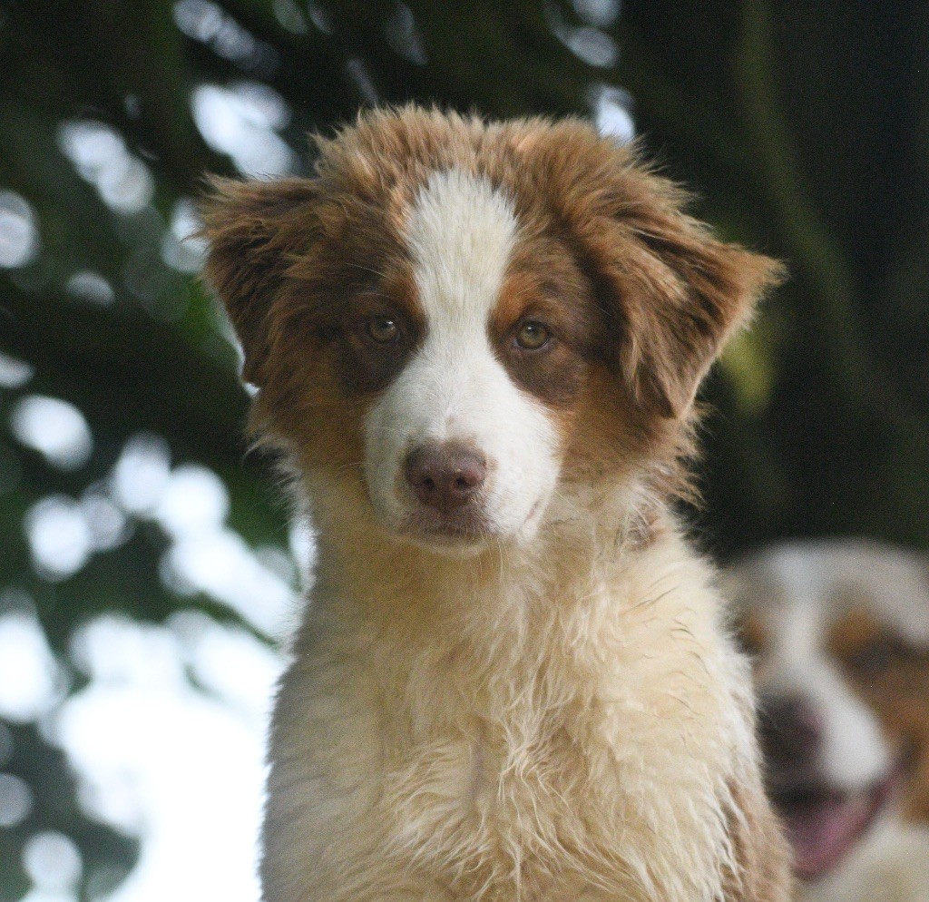 In Parigi - Chiots disponibles - Berger Australien