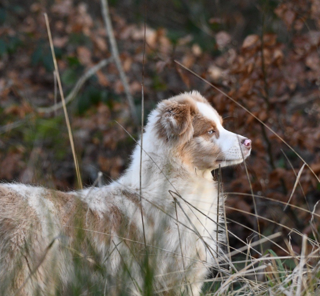 In Parigi - Chiots disponibles - Berger Australien