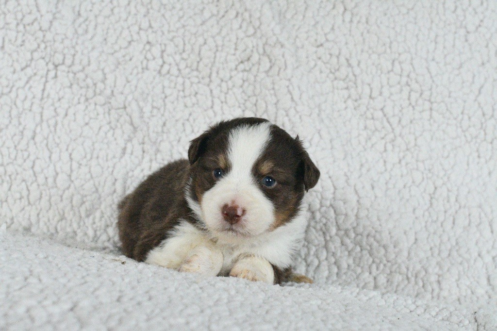In Parigi - Chiots disponibles - Berger Américain Miniature 