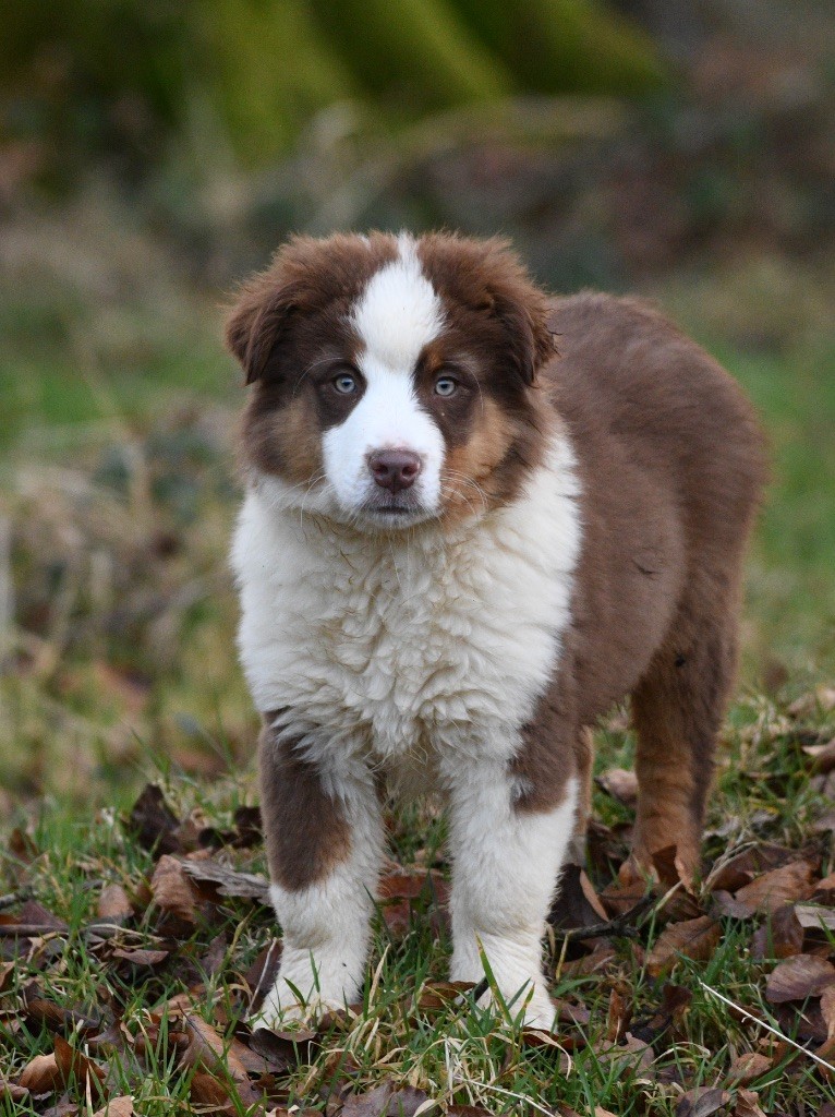 In Parigi - Chiots disponibles - Berger Américain Miniature 