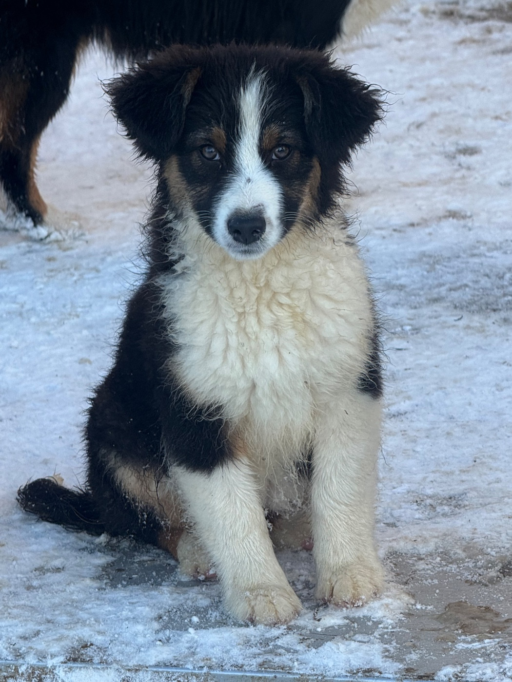In Parigi - Chiots disponibles - Berger Australien