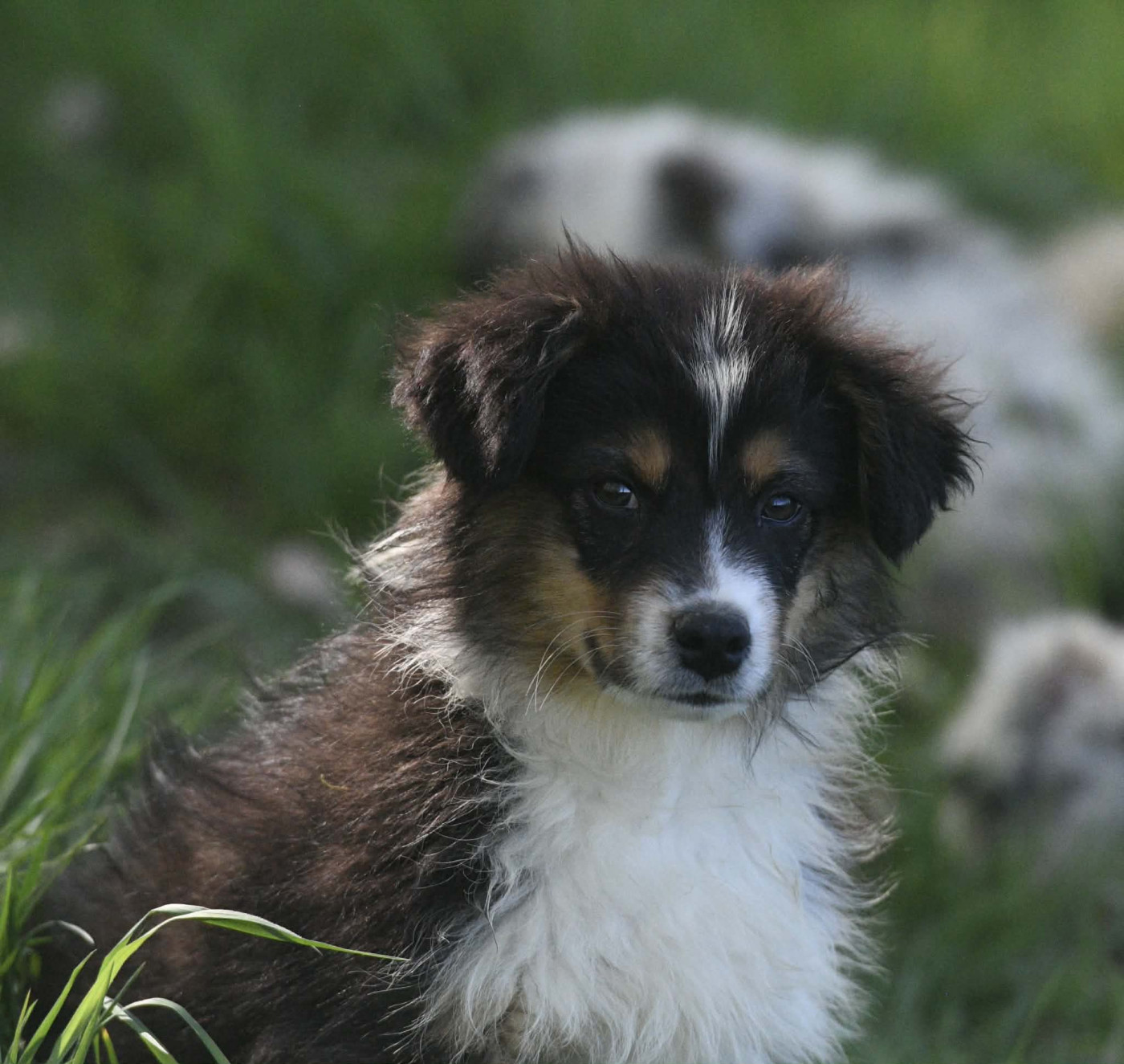 In Parigi - Chiots disponibles - Berger Australien
