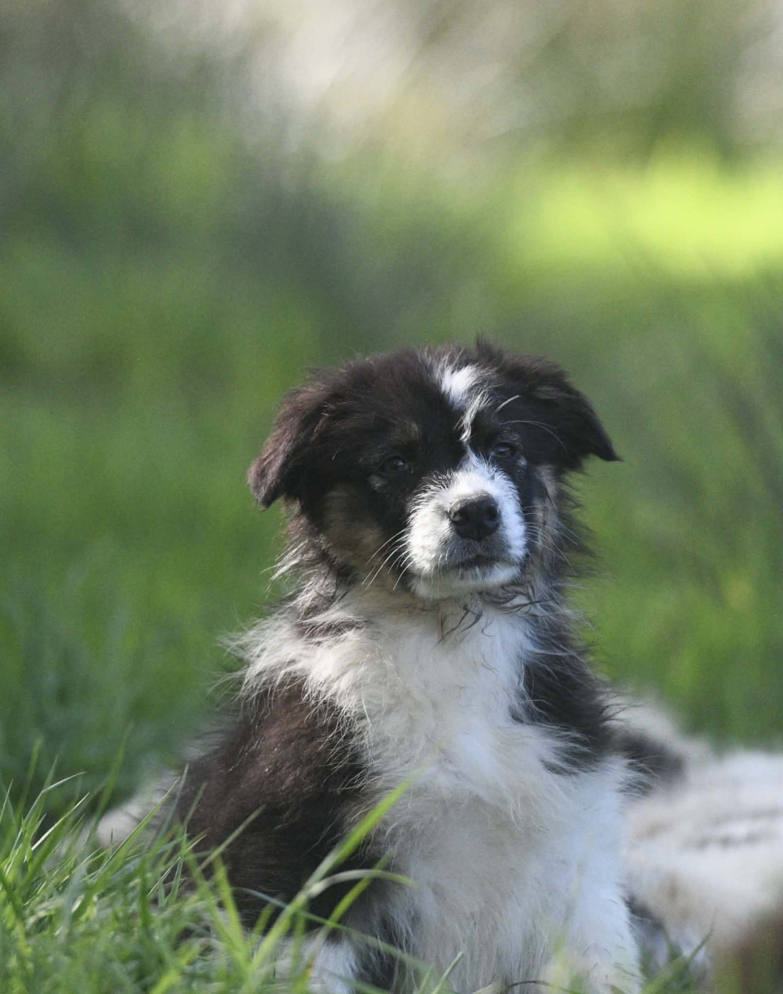 In Parigi - Chiots disponibles - Berger Australien