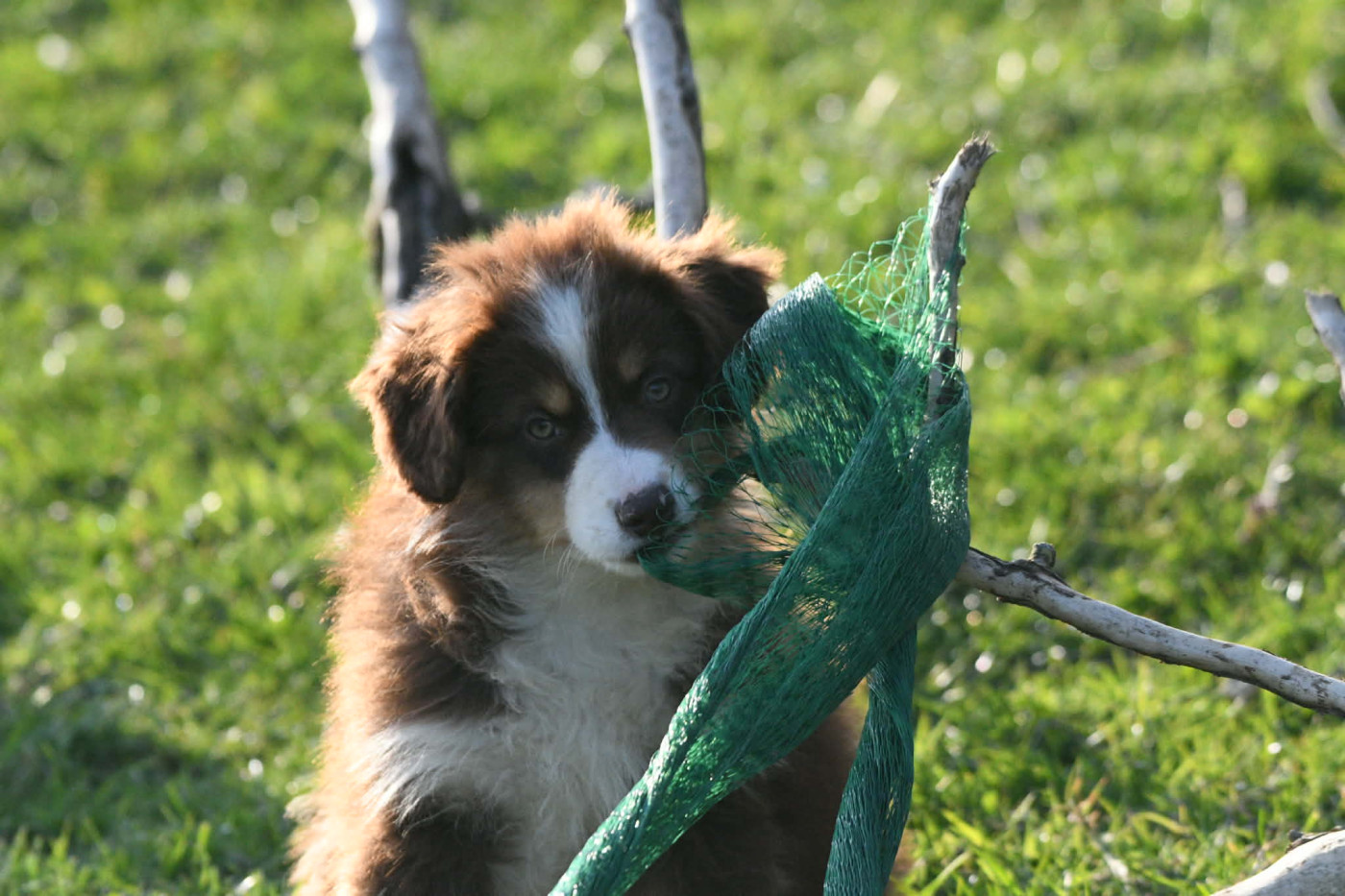 In Parigi - Chiots disponibles - Berger Australien