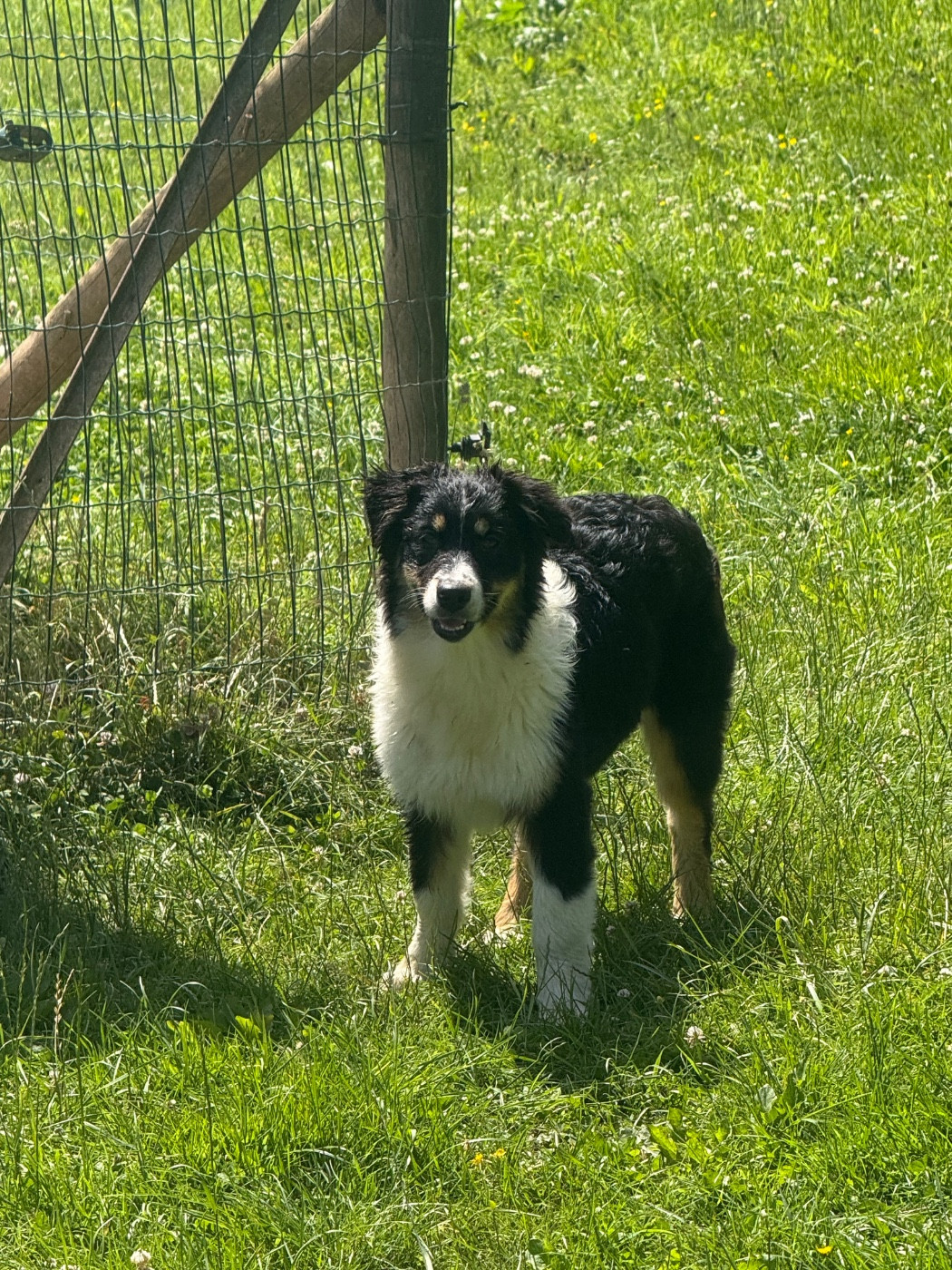 In Parigi - Chiots disponibles - Berger Australien