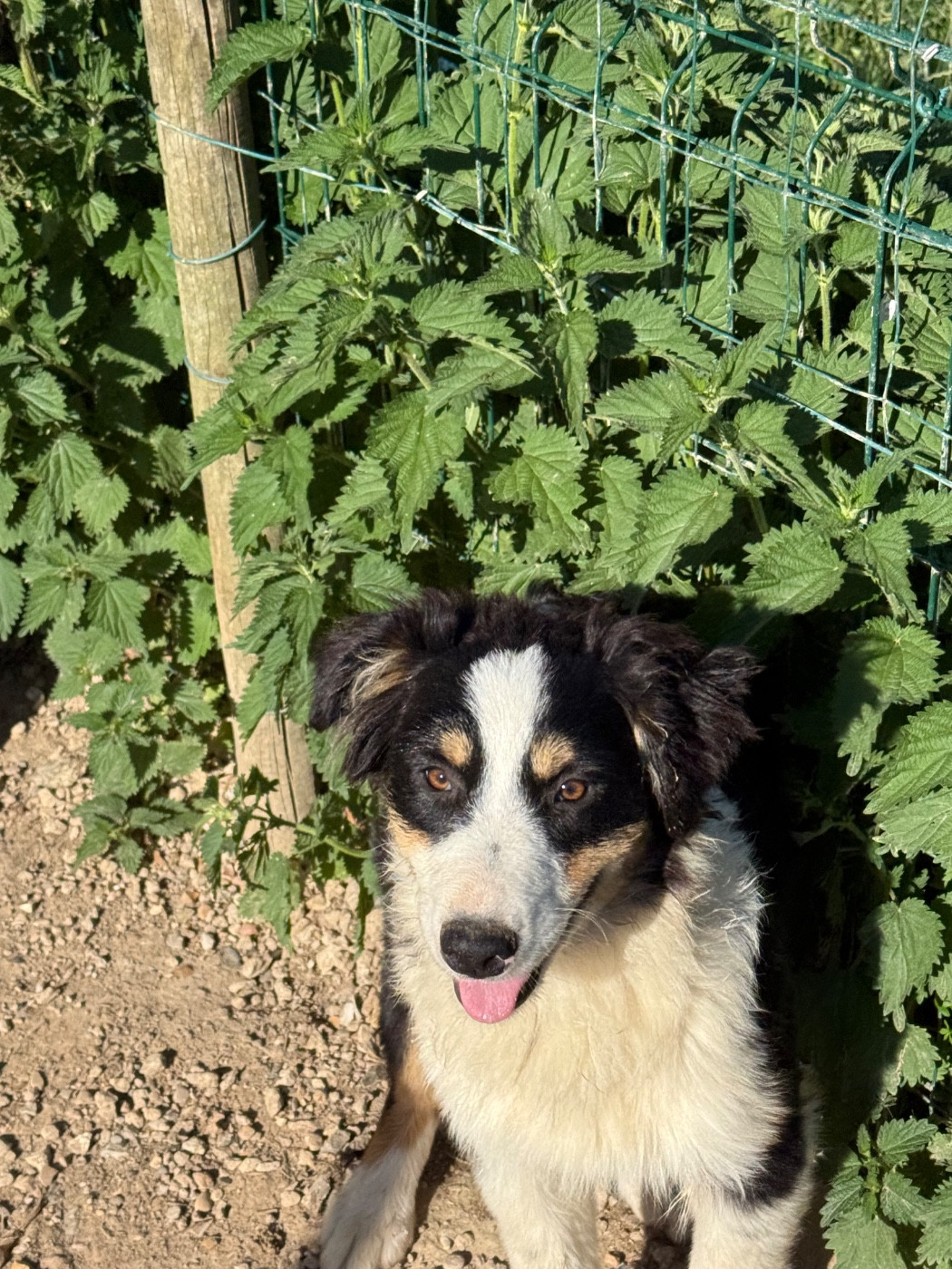 In Parigi - Chiots disponibles - Berger Australien