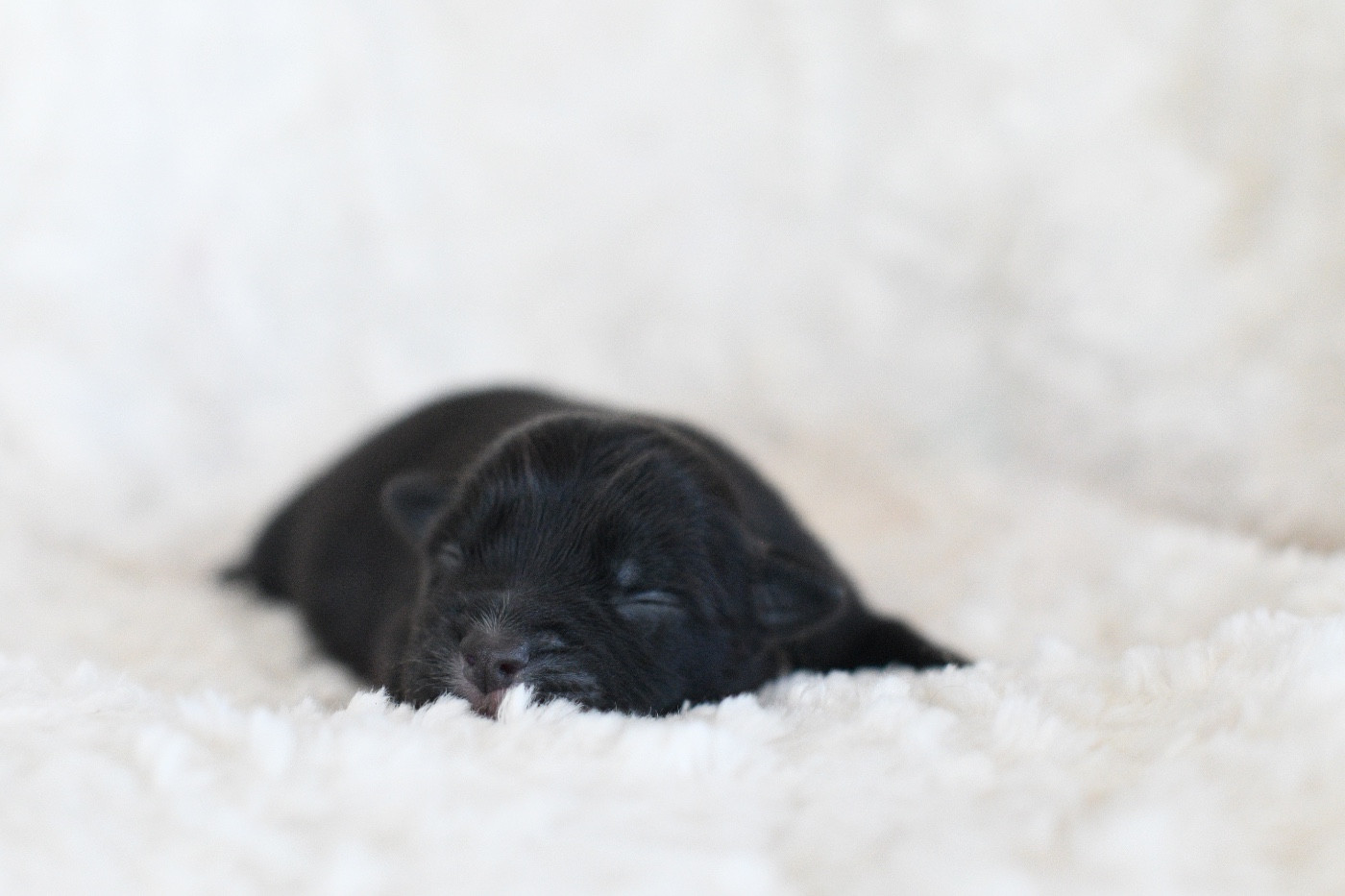 In Parigi - Chiots disponibles - Berger Américain Miniature 