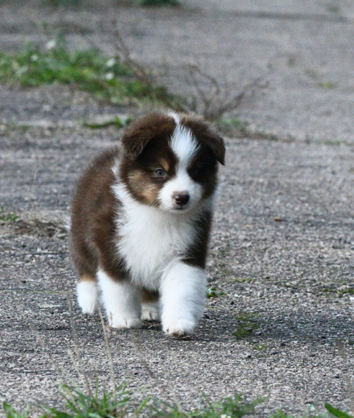 In Parigi - Chiots disponibles - Berger Américain Miniature 