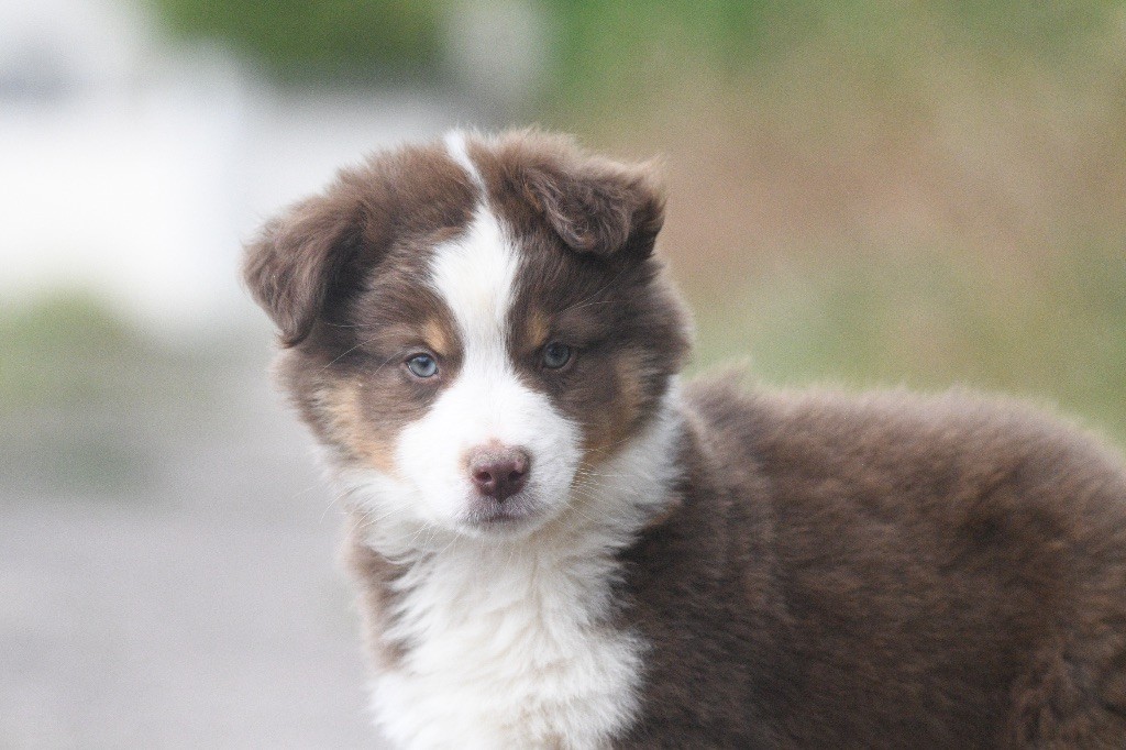 In Parigi - Berger Américain Miniature  - Portée née le 10/08/2025