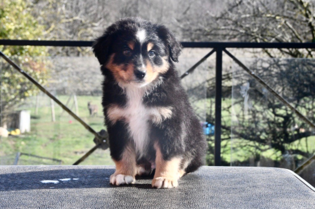 In Parigi - Berger Américain Miniature  - Portée née le 11/12/2022