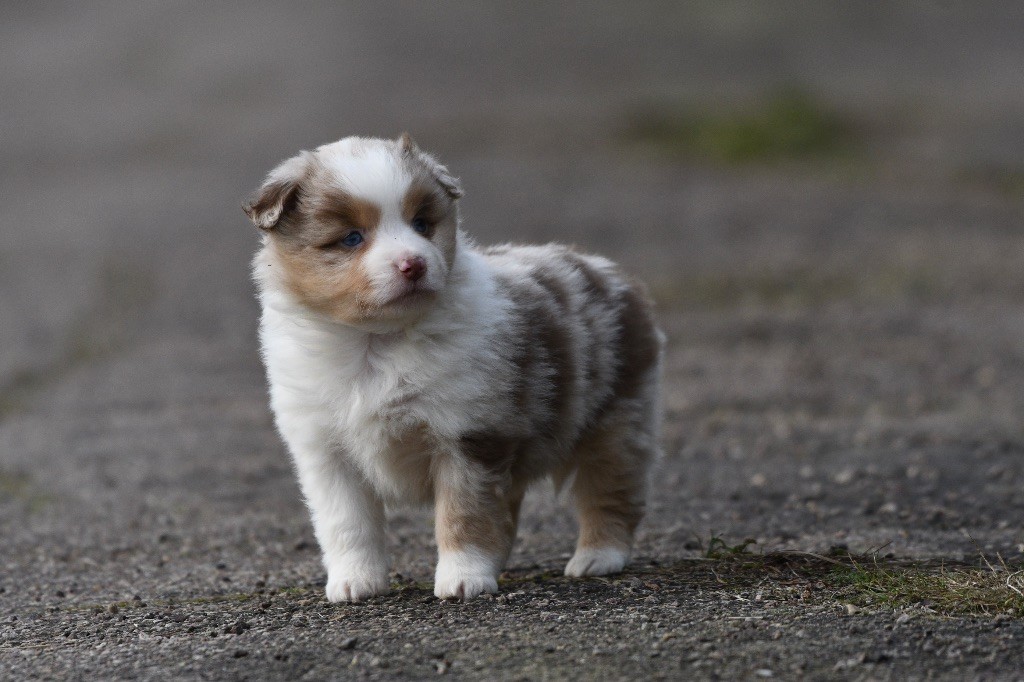 In Parigi - Chiots disponibles - Berger Américain Miniature 