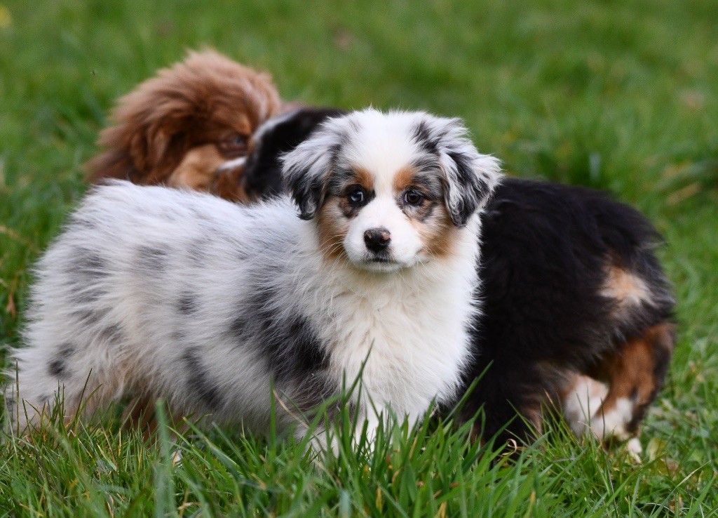 In Parigi - Chiots disponibles - Berger Australien