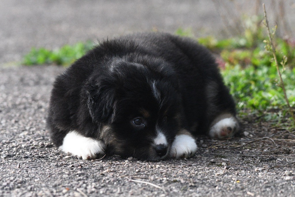 In Parigi - Chiots disponibles - Berger Américain Miniature 