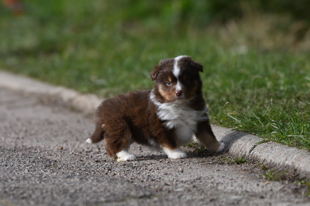 In Parigi - Chiots disponibles - Berger Américain Miniature 