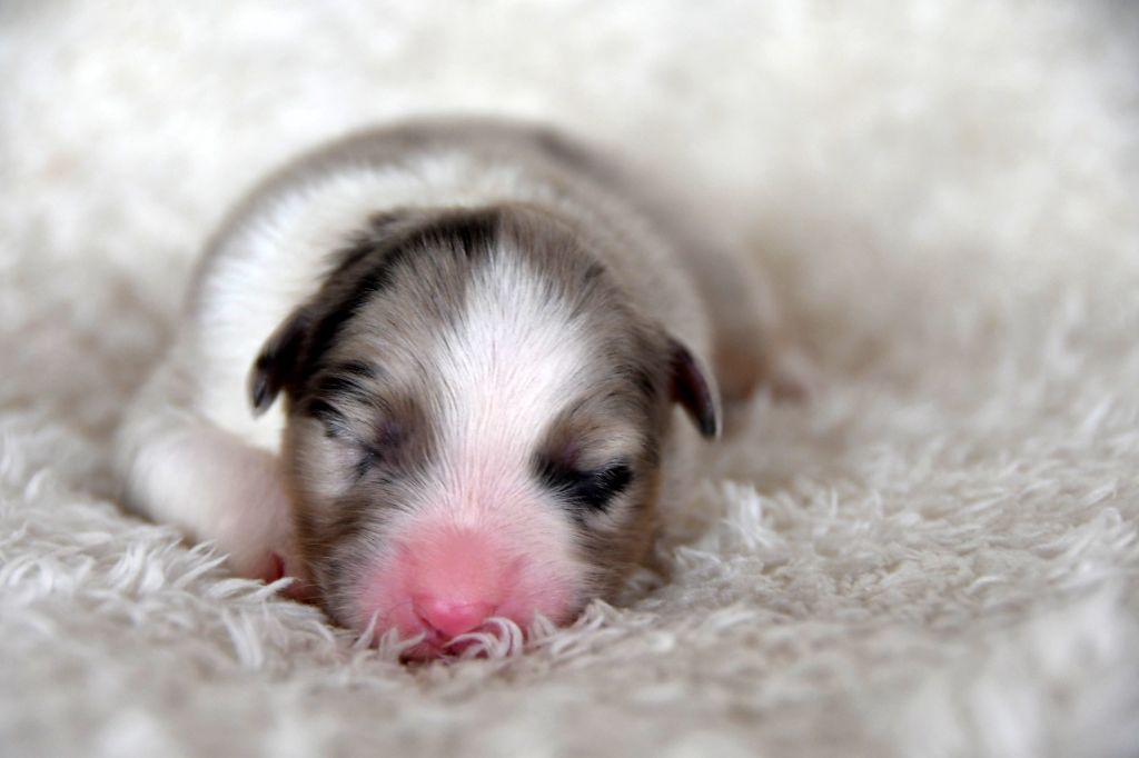 In Parigi - Berger Australien - Portée née le 22/07/2021