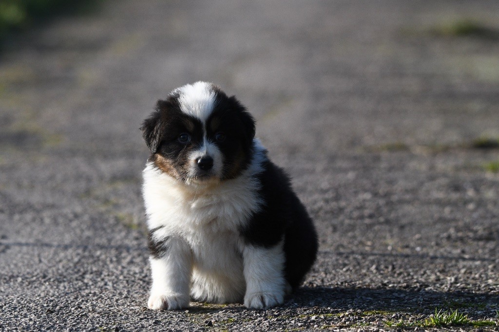 In Parigi - Chiots disponibles - Berger Australien