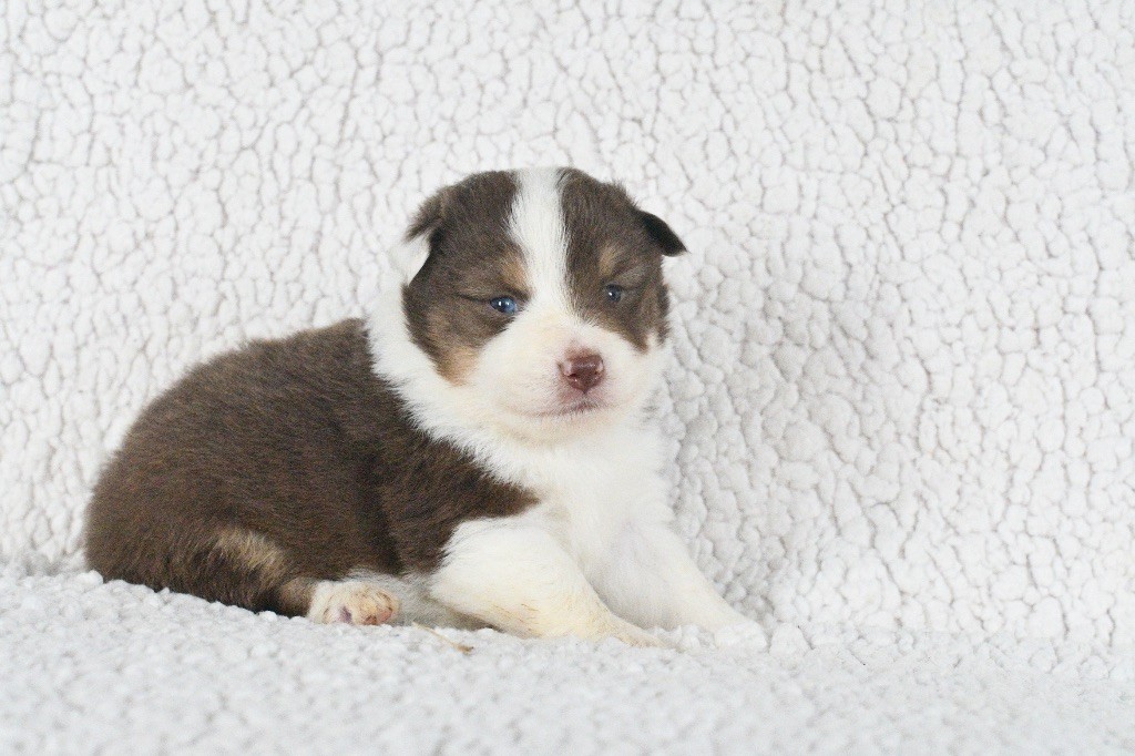 In Parigi - Chiots disponibles - Berger Américain Miniature 