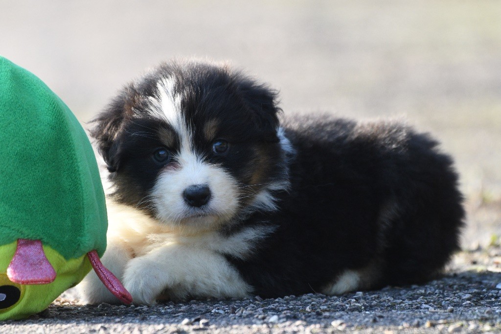 In Parigi - Chiots disponibles - Berger Australien