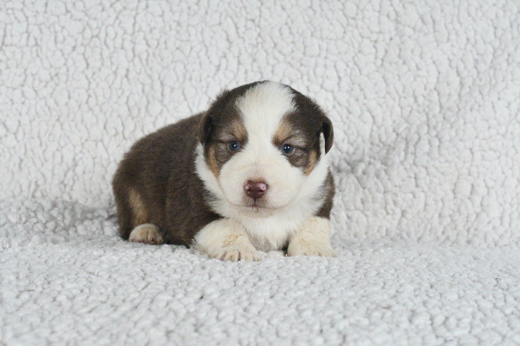 In Parigi - Chiots disponibles - Berger Américain Miniature 