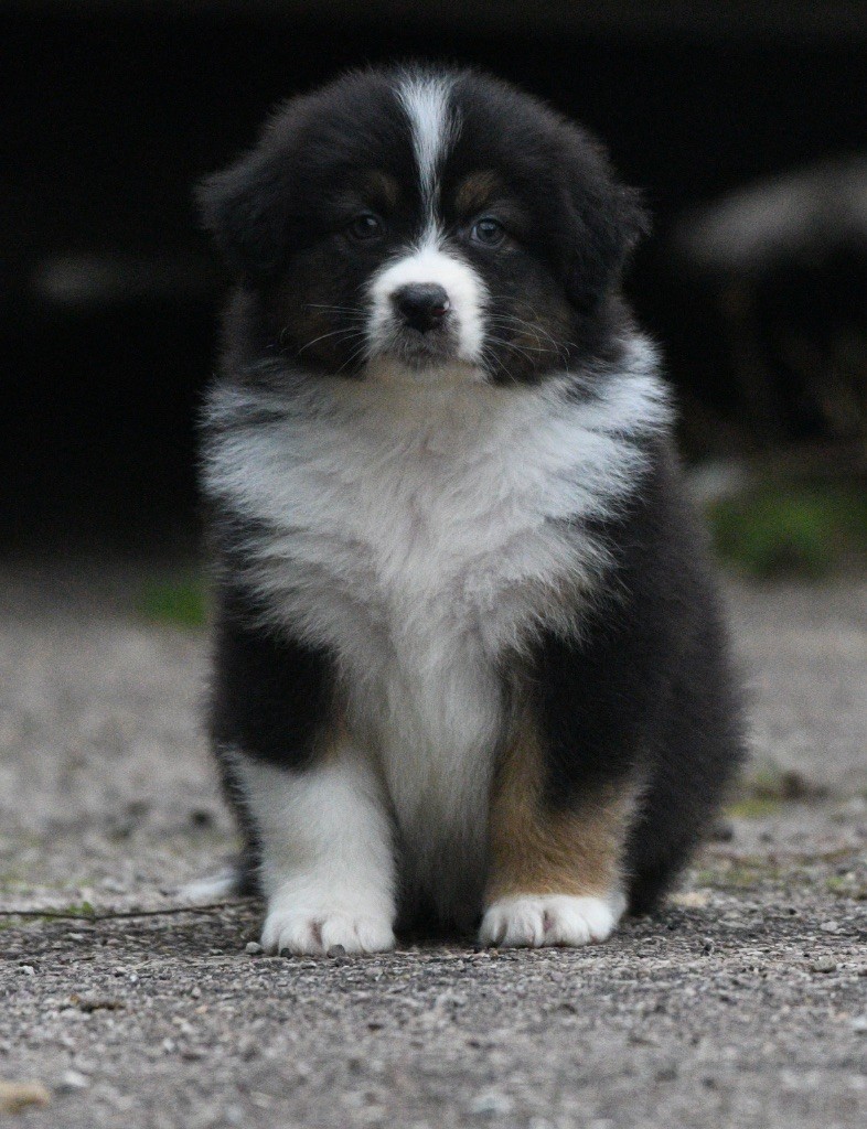 In Parigi - Chiots disponibles - Berger Australien