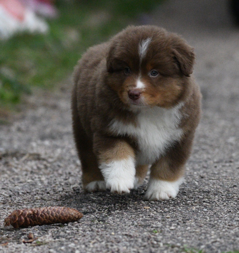 In Parigi - Chiots disponibles - Berger Américain Miniature 