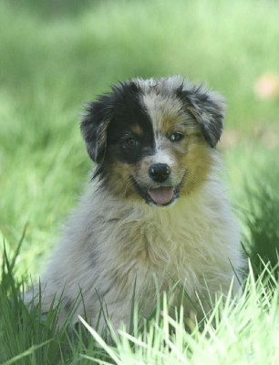 bailey