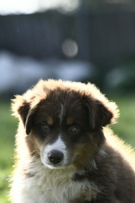Chiot N°1