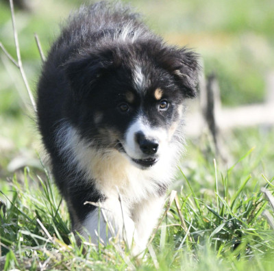 Chiot N°3