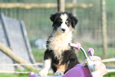 Chiot N°4