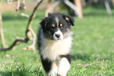 Chiot N°5