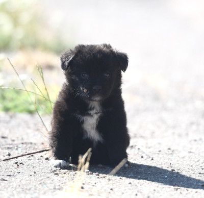 Blacke