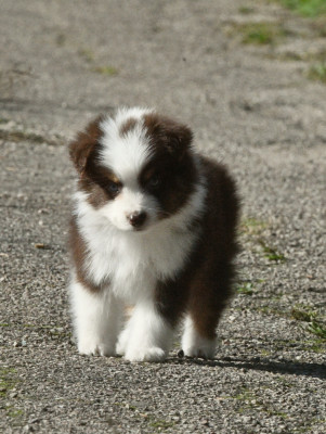 CHIOT 3