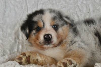 CHIOT