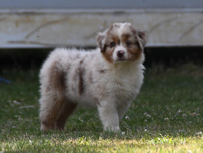CHIOT